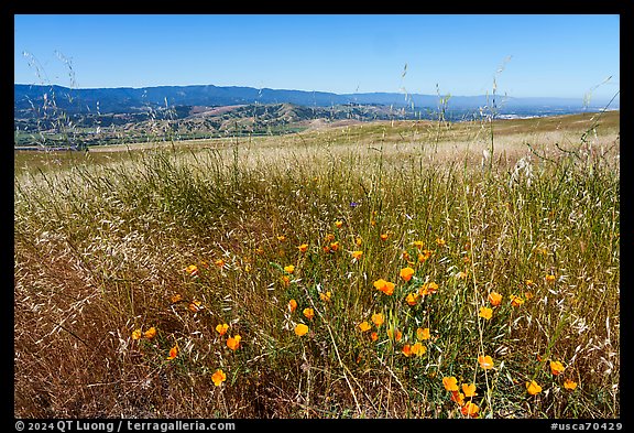 California poppies, grasses, and valley, Coyote Ridge Open Space Preserve. California, USA