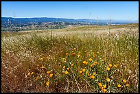California poppies, grasses, and valley, Coyote Ridge Open Space Preserve. California, USA ( color)