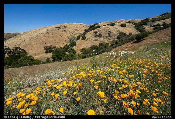 California poppies and hill with oak trees, Coyote Ridge Open Space Preserve. California, USA (color)