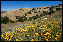 California poppies and hill with oak trees, Coyote Ridge Open Space Preserve. California, USA ( color)