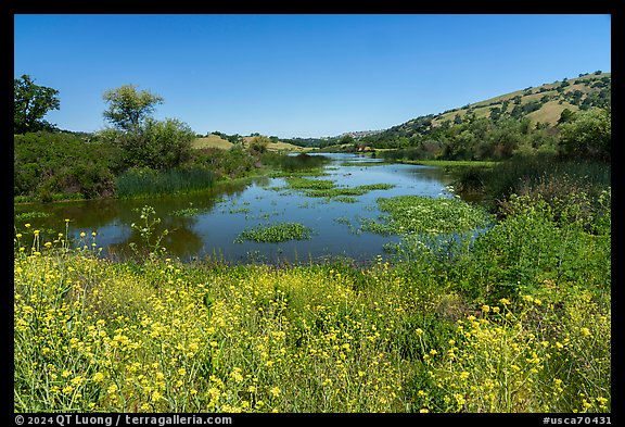 Mustard flowers and Grant Lake, Joseph Grant County Park. San Jose, California, USA
