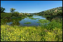 Mustard flowers and Grant Lake, Joseph Grant County Park. San Jose, California, USA ( color)