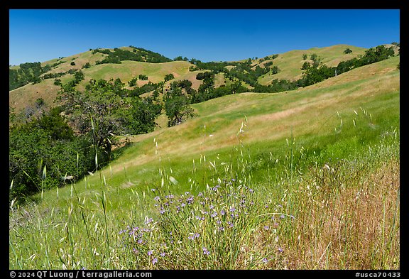 Wildflowers, grasses, and hills in springtime, Joseph Grant County Park. San Jose, California, USA (color)