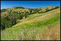 Wildflowers, grasses, and hills in springtime, Joseph Grant County Park. San Jose, California, USA ( color)