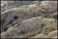 Hills and ridges in autumn, Joseph Grant County Park. San Jose, California, USA ( color)