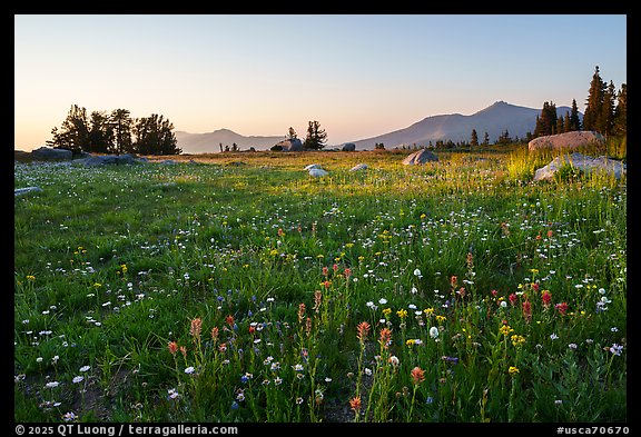 Alpine wildflower carpet at sunset, Mokelumne Wilderness. Mokelumne Wilderness, Eldorado National Forest, California, USA (color)