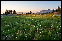 Alpine wildflower carpet at sunset, Mokelumne Wilderness. Mokelumne Wilderness, Eldorado National Forest, California, USA ( color)