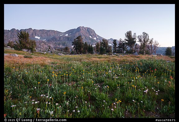 Alpine wildflower carpet and Round Top Mountain at sunset. Mokelumne Wilderness, Eldorado National Forest, California, USA (color)