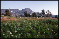 Alpine wildflower carpet and Round Top Mountain at sunset. Mokelumne Wilderness, Eldorado National Forest, California, USA ( color)