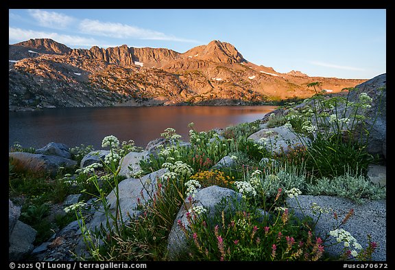 Wildflowers, Winnemucca Lake, and Round Top Mountain at sunrise. Mokelumne Wilderness, Eldorado National Forest, California, USA (color)