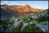 Wildflowers, Winnemucca Lake, and Round Top Mountain at sunrise. Mokelumne Wilderness, Eldorado National Forest, California, USA ( color)