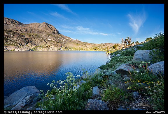 Wildflowers, Winnemucca Lake, and Round Top Mountain, early morning. Mokelumne Wilderness, Eldorado National Forest, California, USA (color)