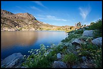 Wildflowers, Winnemucca Lake, and Round Top Mountain, early morning. Mokelumne Wilderness, Eldorado National Forest, California, USA ( color)