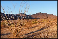 Ocotillo and Chuckwalla Mountains at sunrise. Chuckwalla National Monument, California, USA ( color)