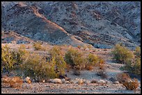 Slope with Colorado Desert vegetation. Chuckwalla National Monument, California, USA ( color)