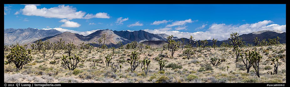 Mojave Desert landscape with Joshua trees and mountains. Mojave National Preserve, California, USA (color)