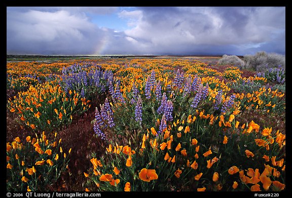 Lupines, California Poppies, and rainbow early morning. Antelope Valley, California, USA