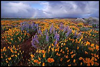 Lupines, California Poppies, and rainbow early morning. Antelope Valley, California, USA