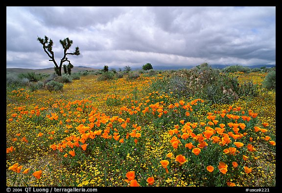 California Poppies and Joshua Trees. Antelope Valley, California, USA