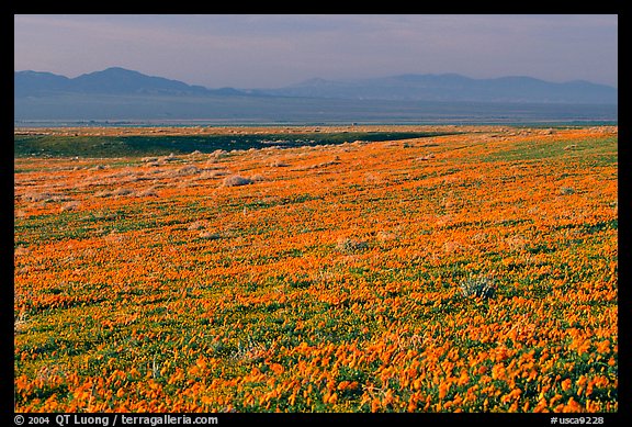 Meadow covered with poppies and Tehachapi Mountains at sunset. Antelope Valley, California, USA (color)