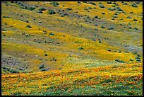 Hillside covered with California Poppies and Desert Marygold. Antelope Valley, California, USA