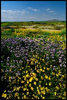 Yellow and purple desert flowers on mud flats. Antelope Valley, California, USA