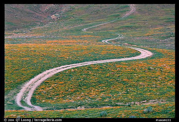 Curving unpaved road, hills W of the Preserve. Antelope Valley, California, USA