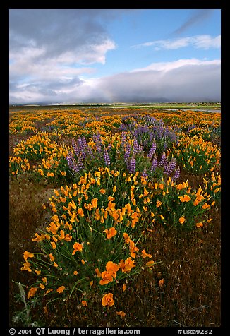 Lupines and California Poppies. Antelope Valley, California, USA