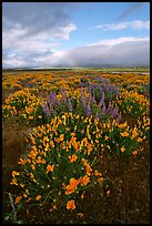 Lupines and California Poppies. Antelope Valley, California, USA ( color)