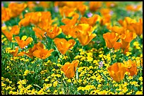 Close up of California Poppies. Antelope Valley, California, USA (color)