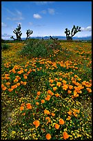 California Poppies and Joshua Trees. Antelope Valley, California, USA ( color)
