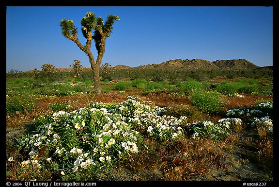 Daturas and Joshua Trees. Antelope Valley, California, USA (color)