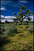 Yellow desert Marygold and Joshua Tree. Antelope Valley, California, USA ( color)