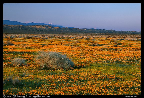 Meadow covered with poppies, sage bushes, and Tehachapi Mountains at sunset. Antelope Valley, California, USA