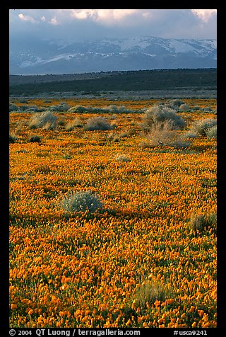 Meadow covered with poppies, sage bushes, and Tehachapi Mountains at sunset. Antelope Valley, California, USA
