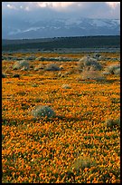 Meadow covered with poppies, sage bushes, and Tehachapi Mountains at sunset. Antelope Valley, California, USA ( color)