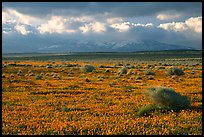 Meadow covered with poppies and sage bushes. Antelope Valley, California, USA ( color)
