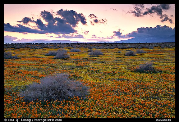 Meadow covered with poppies and sage bushes at sunset. Antelope Valley, California, USA
