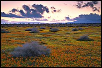 Meadow covered with poppies and sage bushes at sunset. Antelope Valley, California, USA