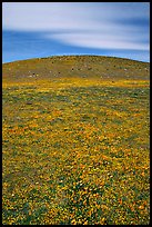 Hills W of the Preserve, covered with multicolored flowers. Antelope Valley, California, USA ( color)