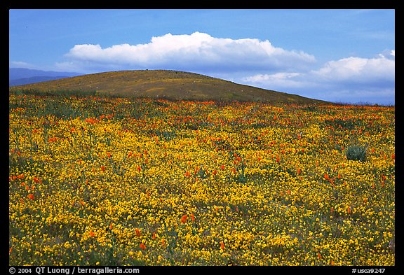 Hills W of the Preserve, covered with multicolored flowers. Antelope Valley, California, USA (color)