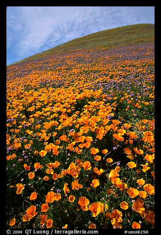 California Poppies and hill. Antelope Valley, California, USA (color)