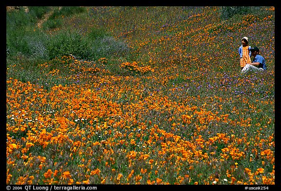 Man and girl in a wildflower field. Antelope Valley, California, USA