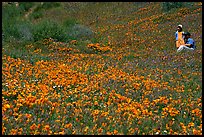 Man and girl in a wildflower field. Antelope Valley, California, USA ( color)