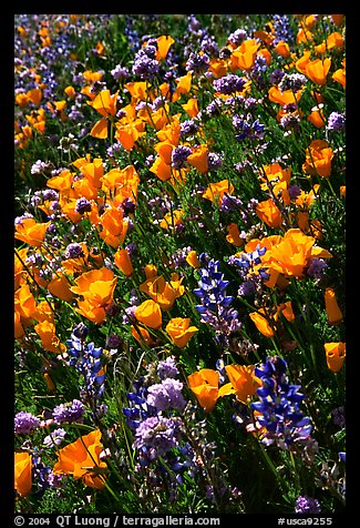 Close up of backlit poppies, lupine, and purple flowers. Antelope Valley, California, USA (color)