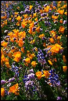 Close up of backlit poppies, lupine, and purple flowers. Antelope Valley, California, USA