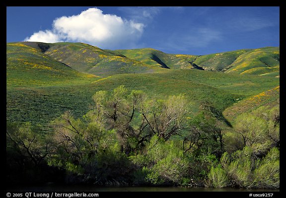 Pond, trees, and Gorman Hills. California, USA