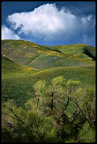 Trees, verdant hills,  Gorman Hills. California, USA ( color)