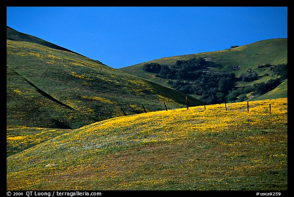 Gorman Hills in the spring. California, USA (color)