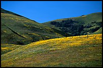 Gorman Hills in the spring. California, USA ( color)